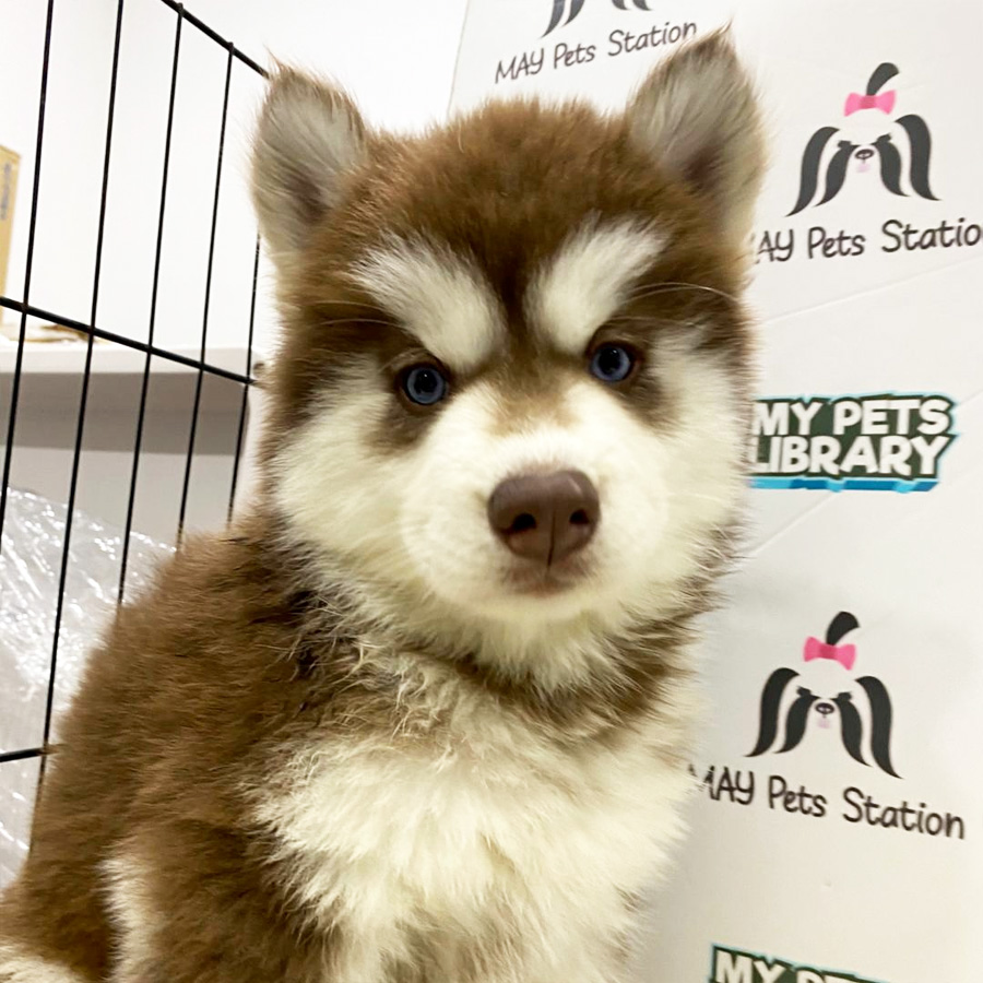 Wooly Husky Puppy For Sale