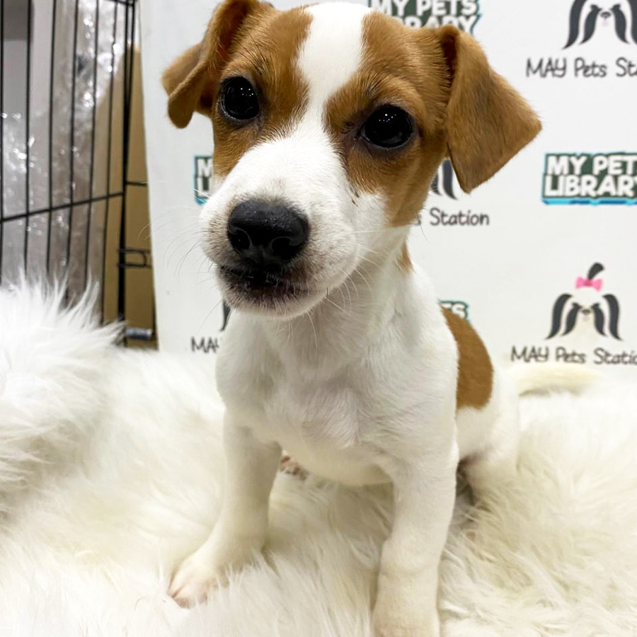 Jack Russell Puppy For Sale
