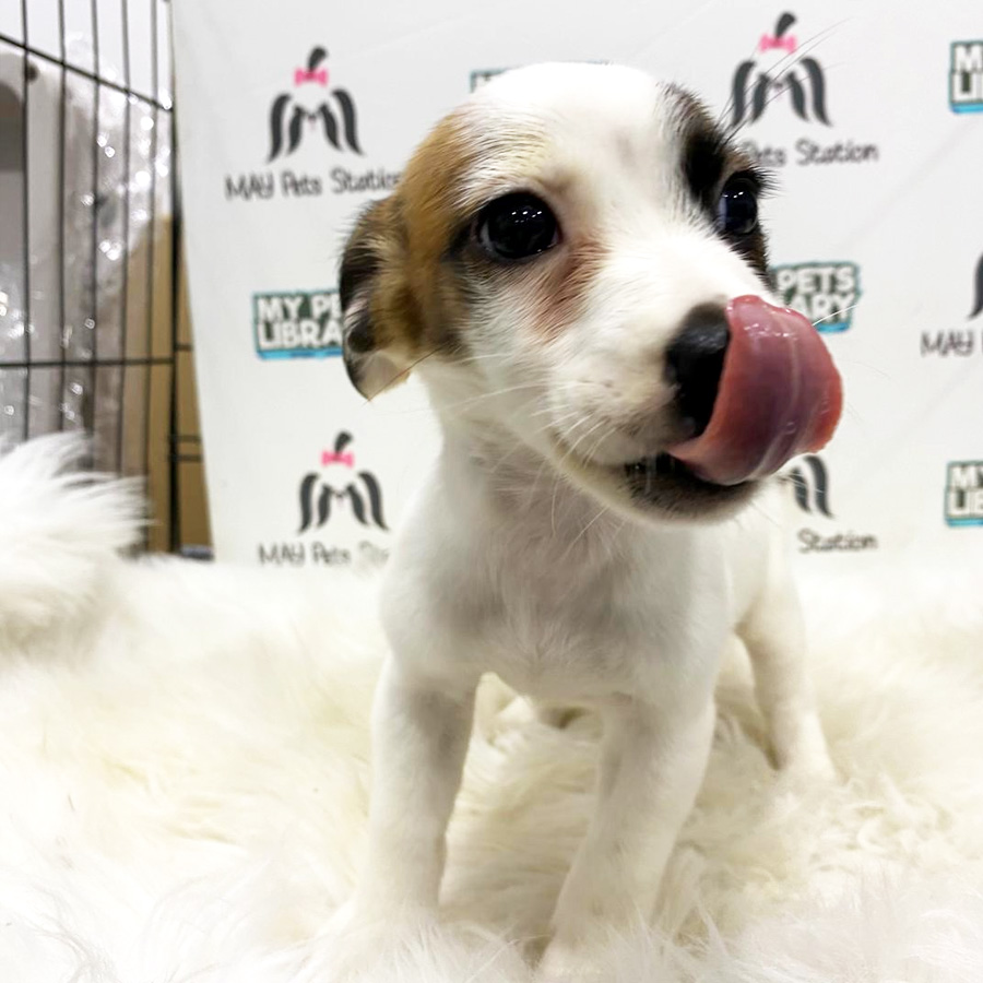 Jack Russell Puppy For Sale