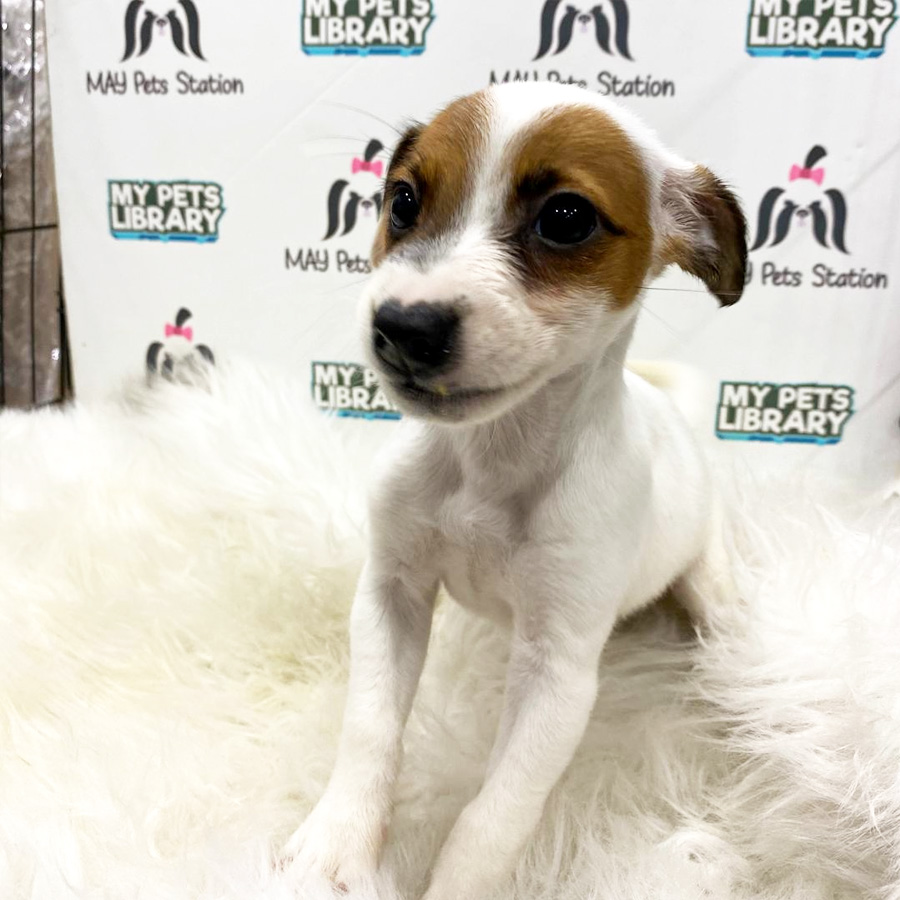 Jack Russell Puppy For Sale