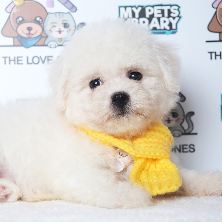 Bichon Frise Puppy (Male) For Sale