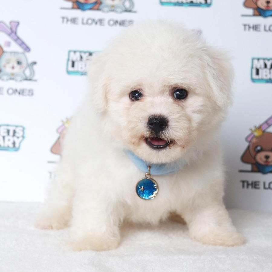 Bichon Frise Puppy (Male) For Sale