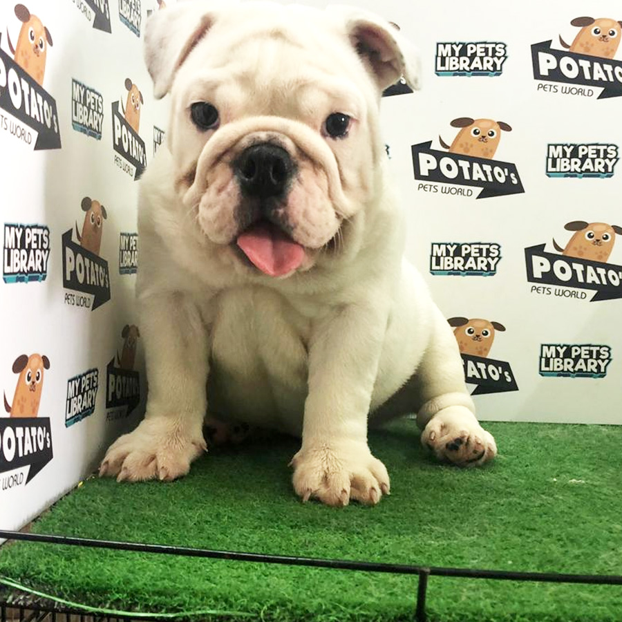 English Bulldog Puppy For Sale