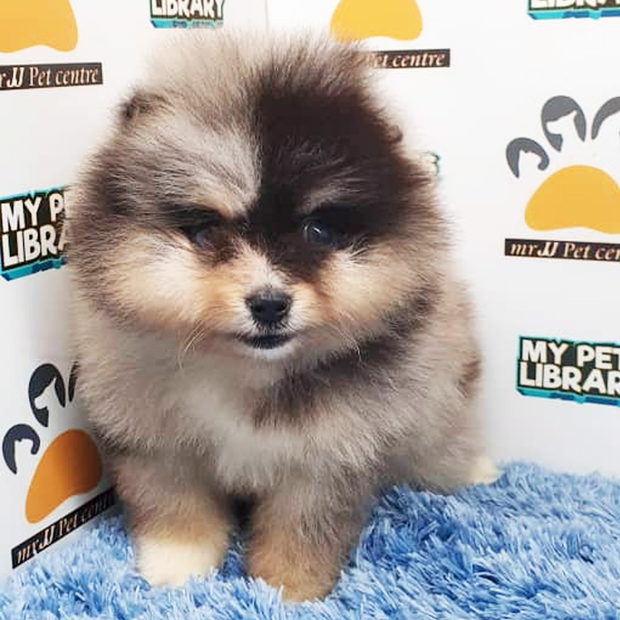 Pomeranian Puppy (Male) For Sale