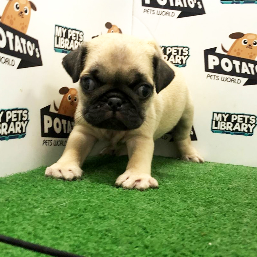 Pug Puppy (Male) For Sale