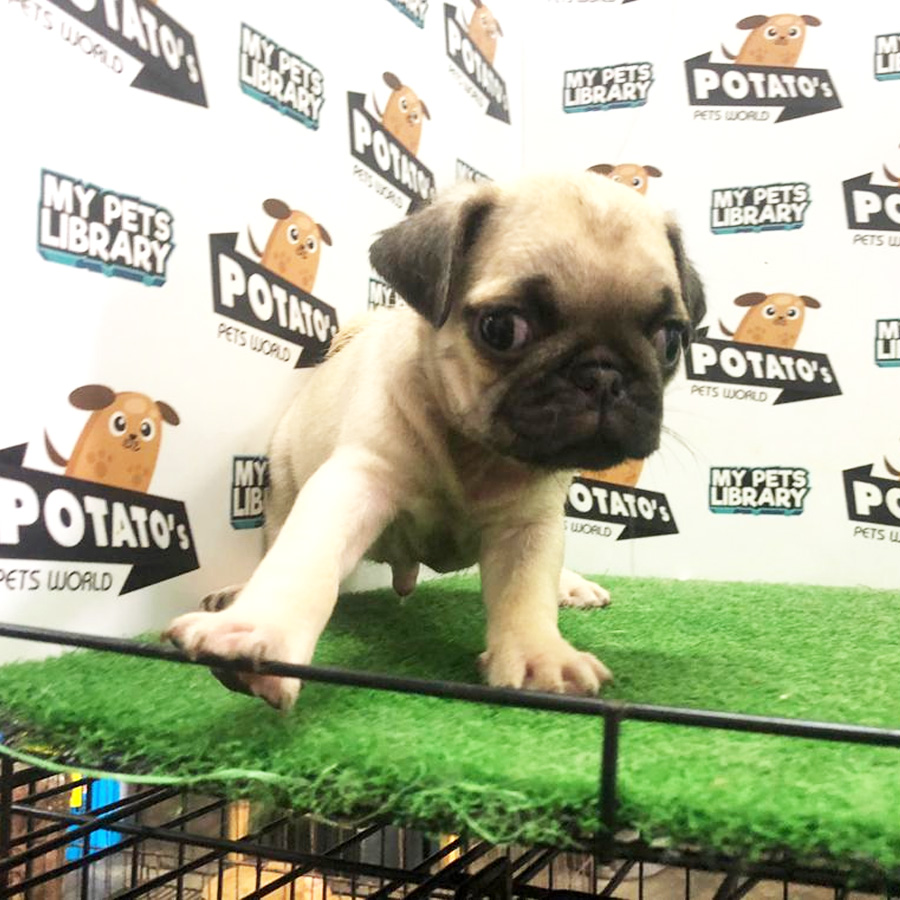 Pug Puppy (Male) For Sale