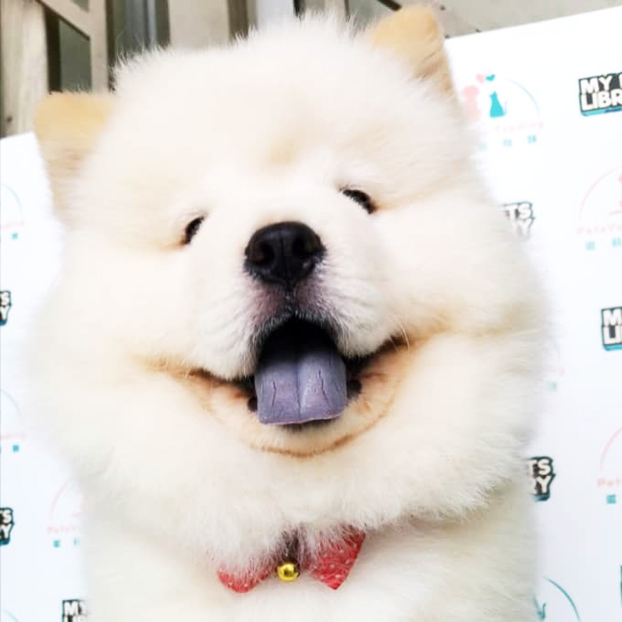 Chow Chow Puppy For Sale