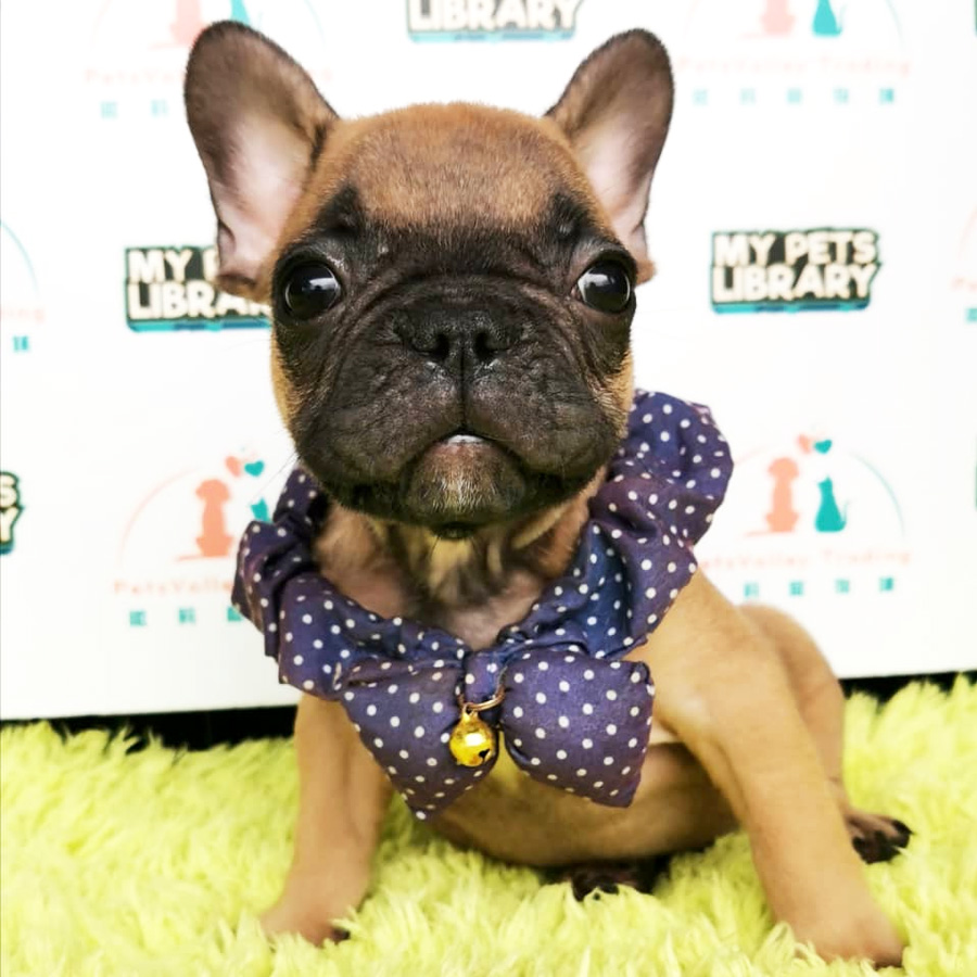 French Bulldog Puppy (Male) For Sale