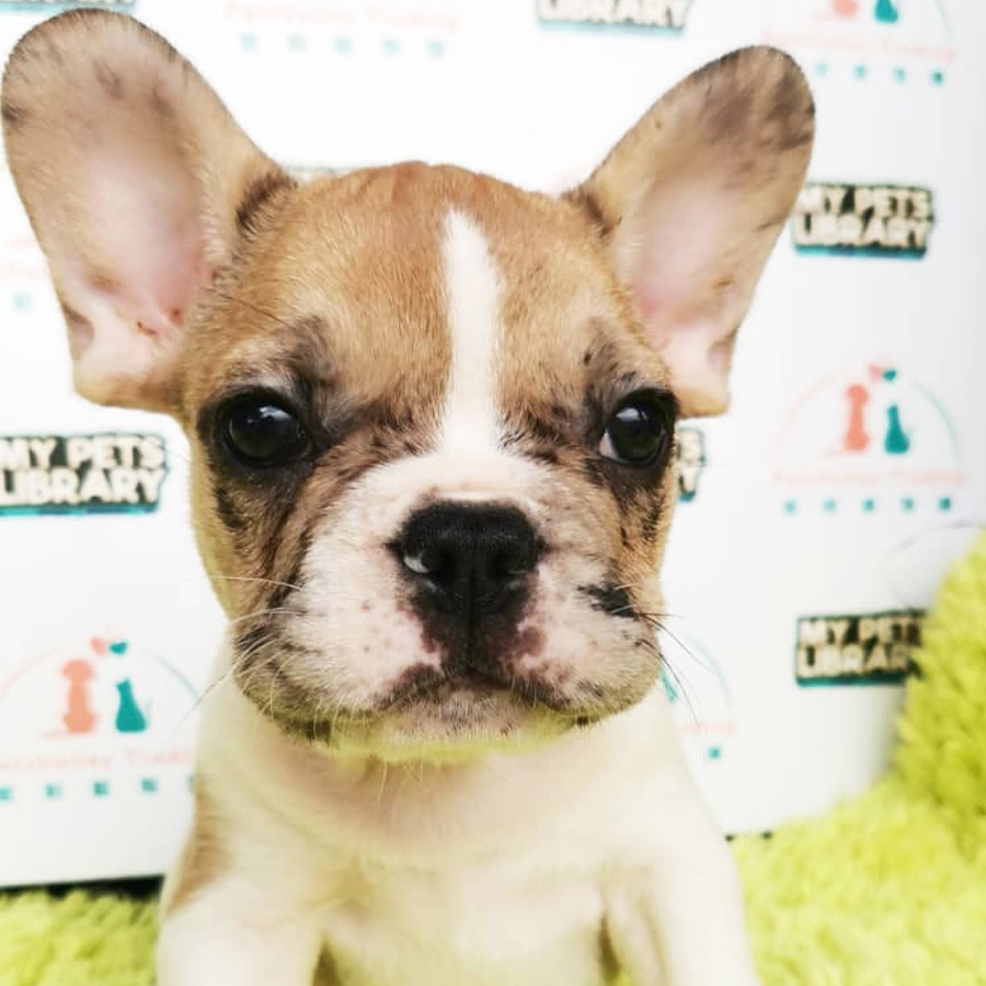 French Bulldog Puppy (Male) For Sale