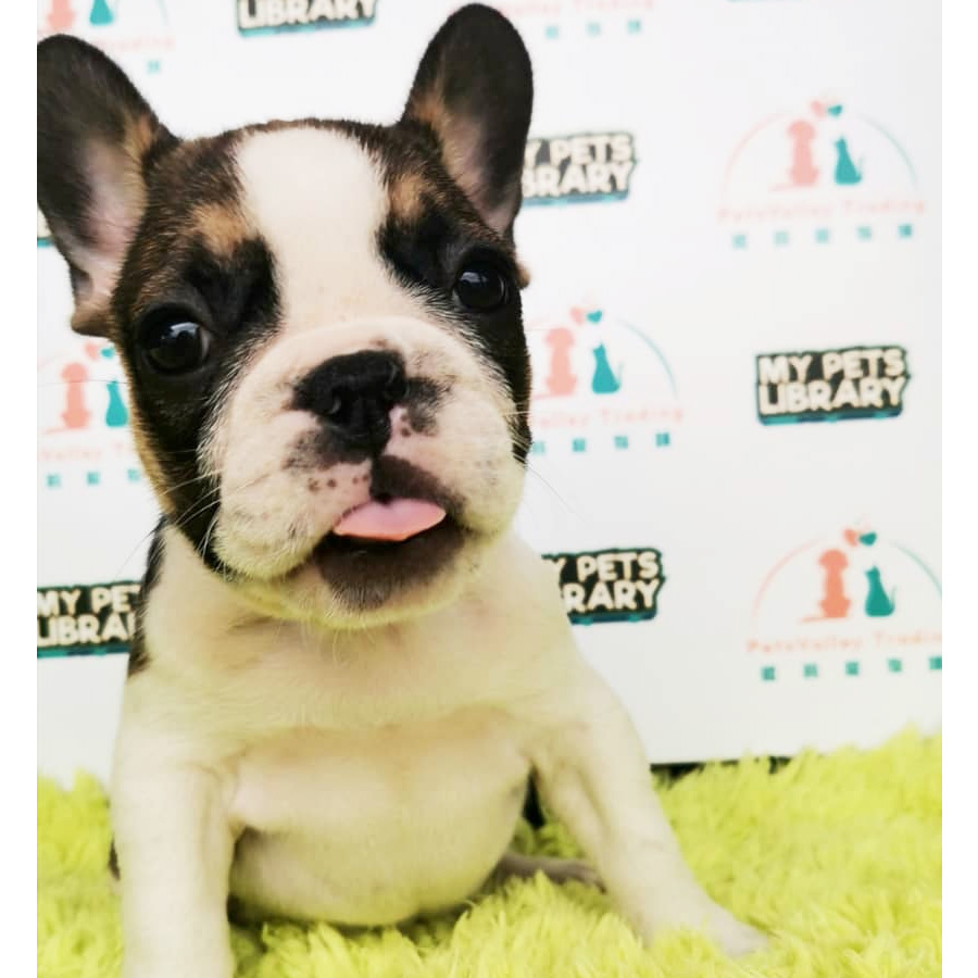 French Bulldog Puppy (Female) For Sale