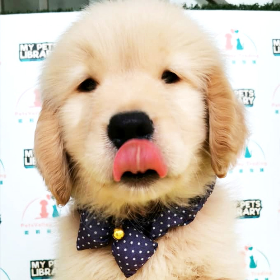 Golden Retriever Puppy (Female) For Sale