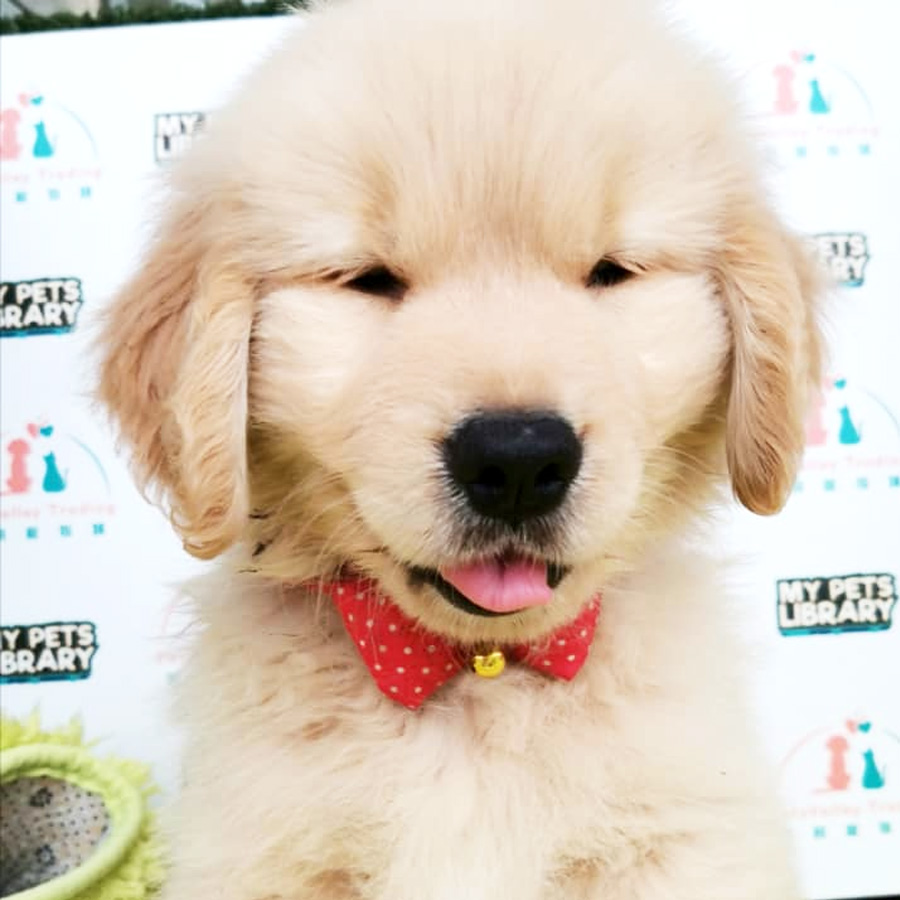 Golden Retriever Puppy (Male) For Sale