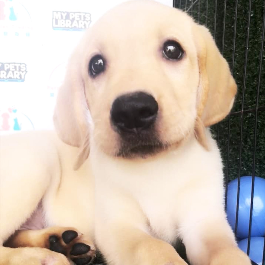 Labrador Puppy For Sale