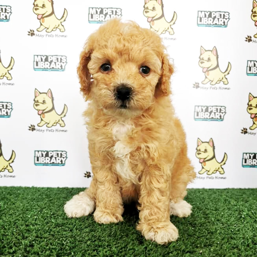 Toy Poodle Puppy (Female) For Sale