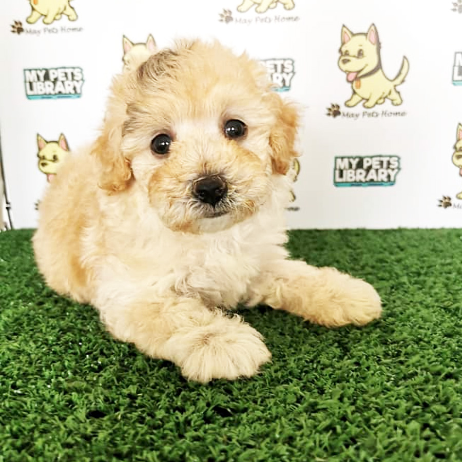 Toy Poodle Puppy (Female) For Sale