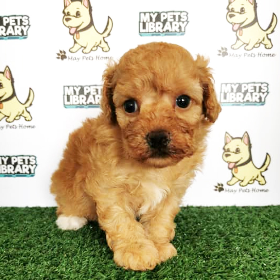 Toy Poodle Puppy (Female) For Sale