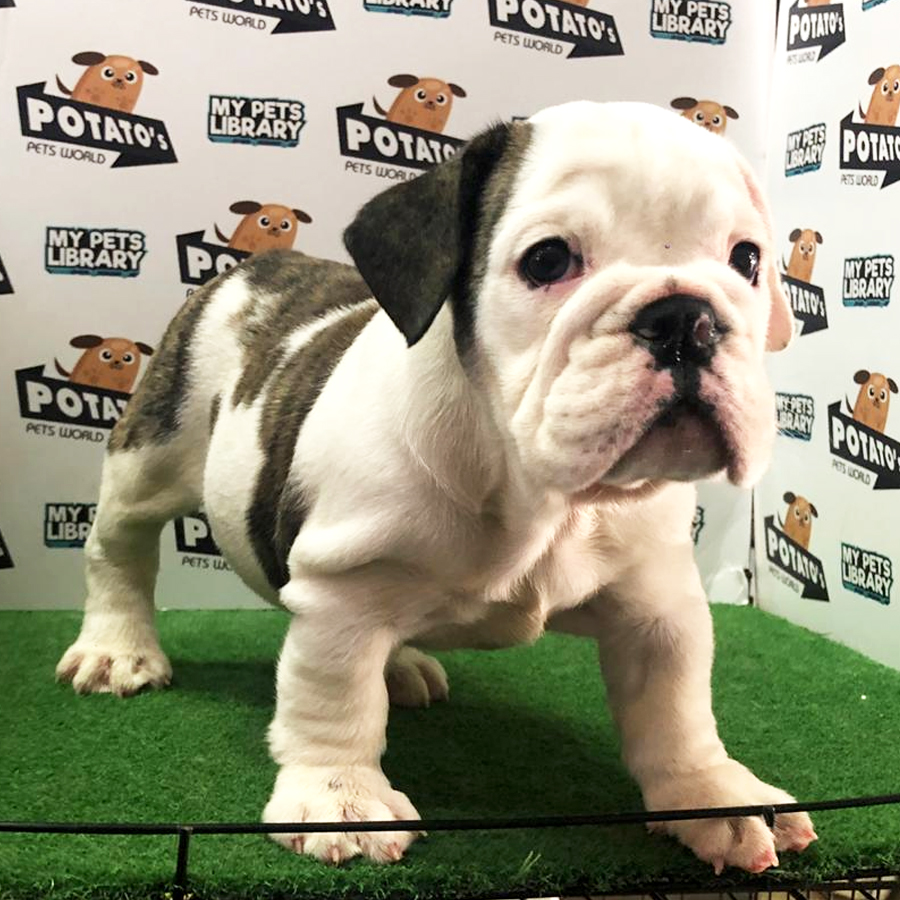 English Bulldog Puppy For Sale