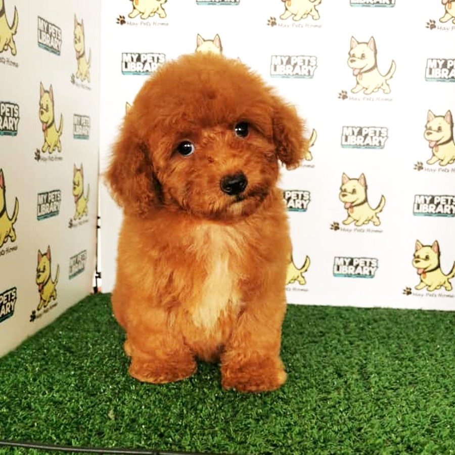 Toy Poodle Puppy (Female) For Sale