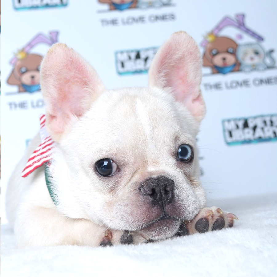 French Bulldog Puppy (Male) For Sale