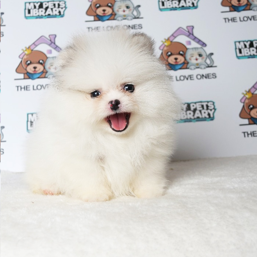 Tiny Teacup Pomeranian Puppy For Sale