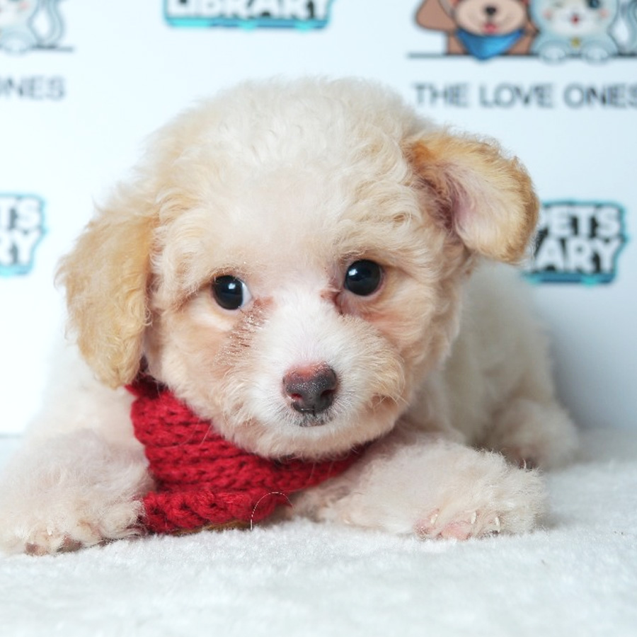 Tiny Toy Poodle Puppy ( Female ) For Sale