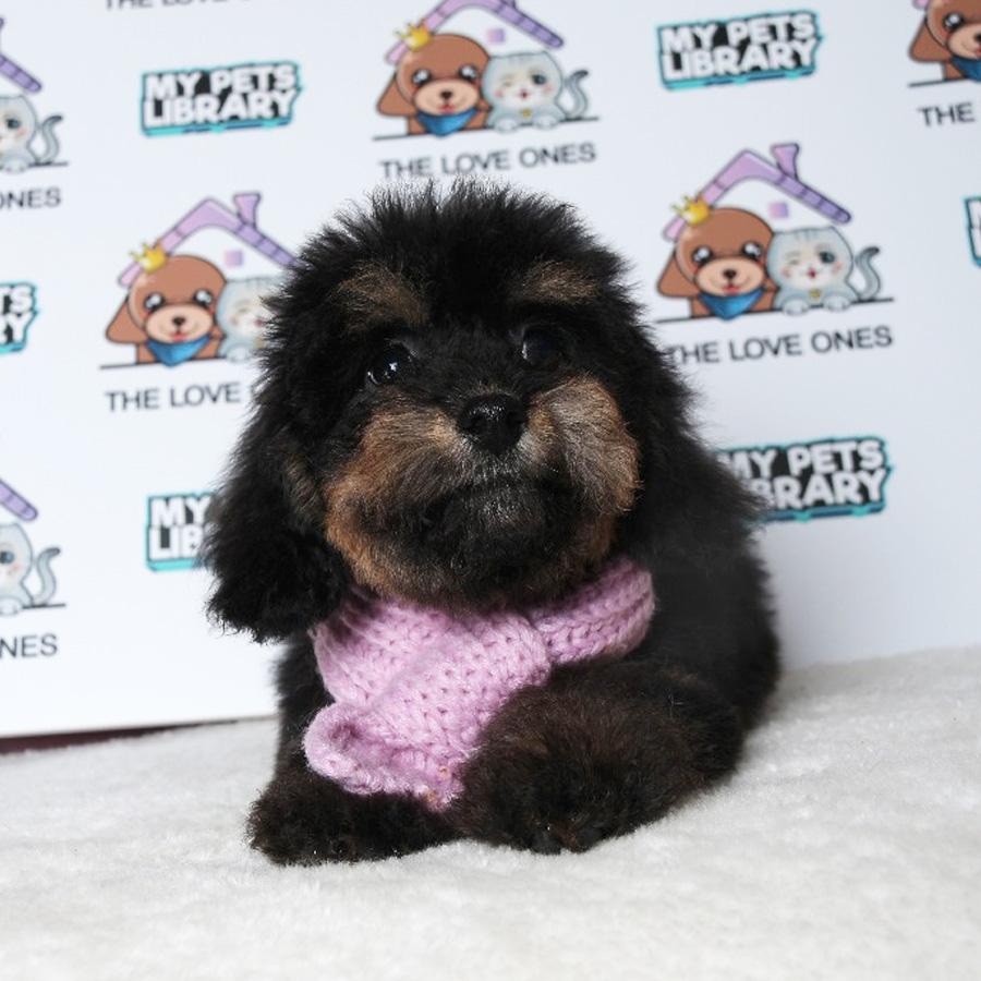 Tiny  Poodle Puppy (Female) For Sale