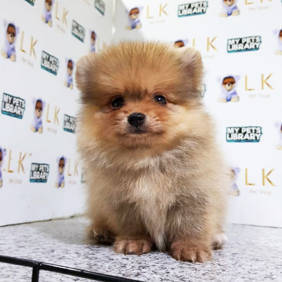 Pomeranian Puppy For Sale