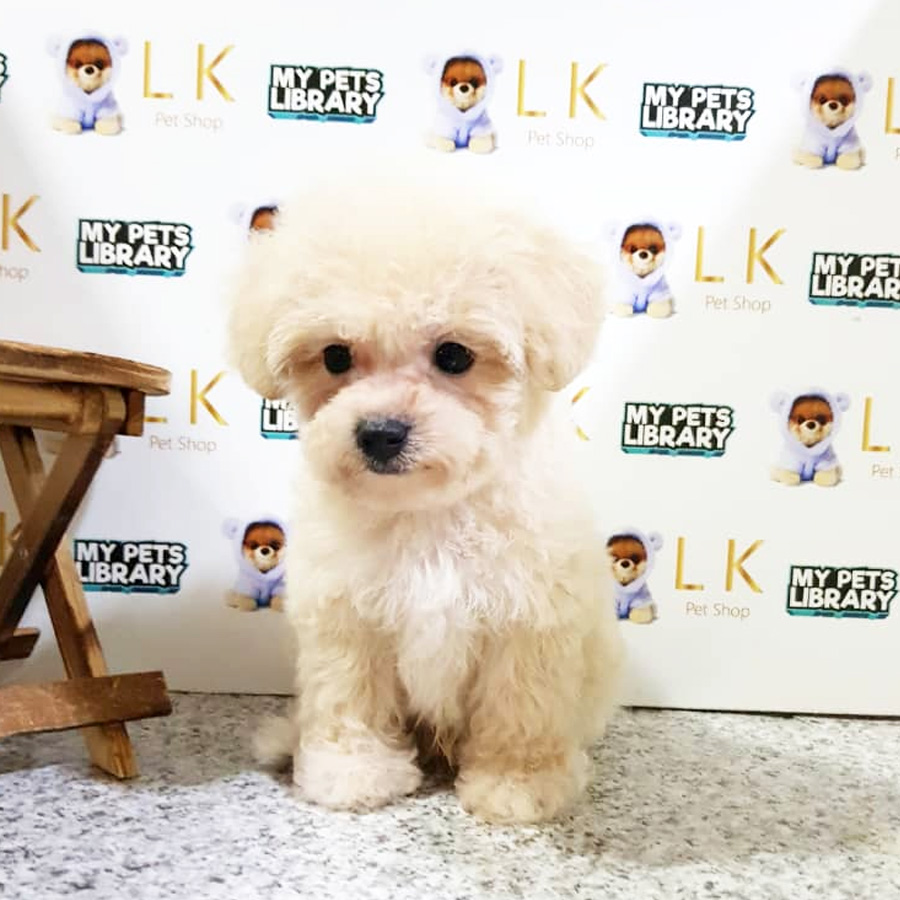 Toy Poodle Puppy (Female) For Sale