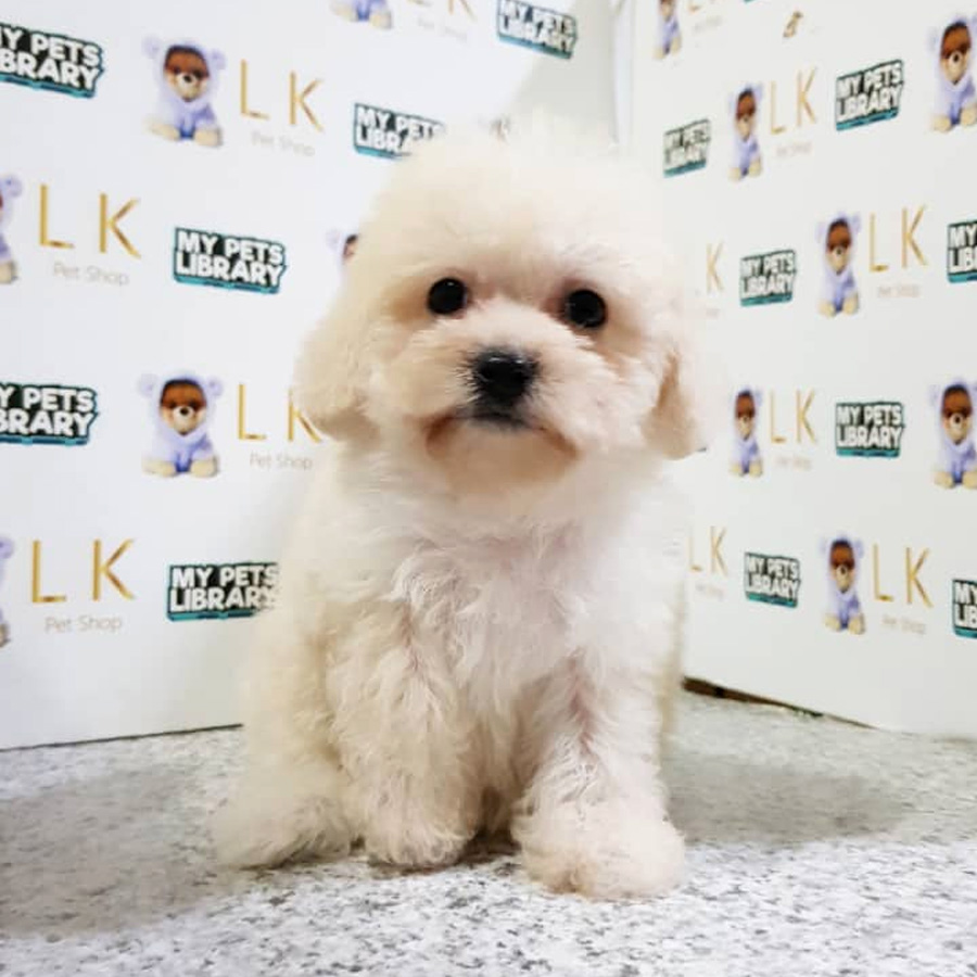 Toy Poodle Puppy (Female) For Sale