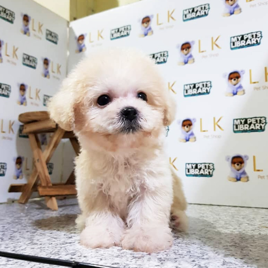 Toy Poodle Puppy (Male) For Sale