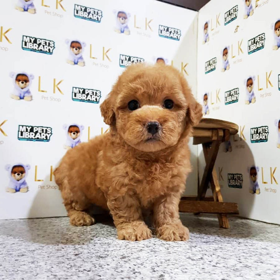 Toy Poodle Puppy (Male) For Sale