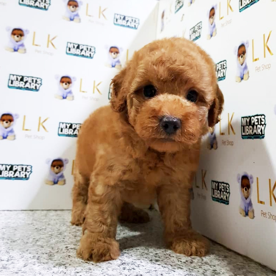 Toy Poodle Puppy (Male) For Sale