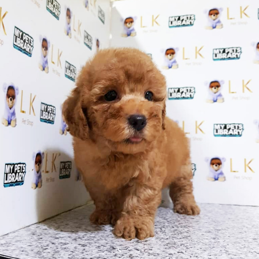 Toy Poodle Puppy (Male) For Sale