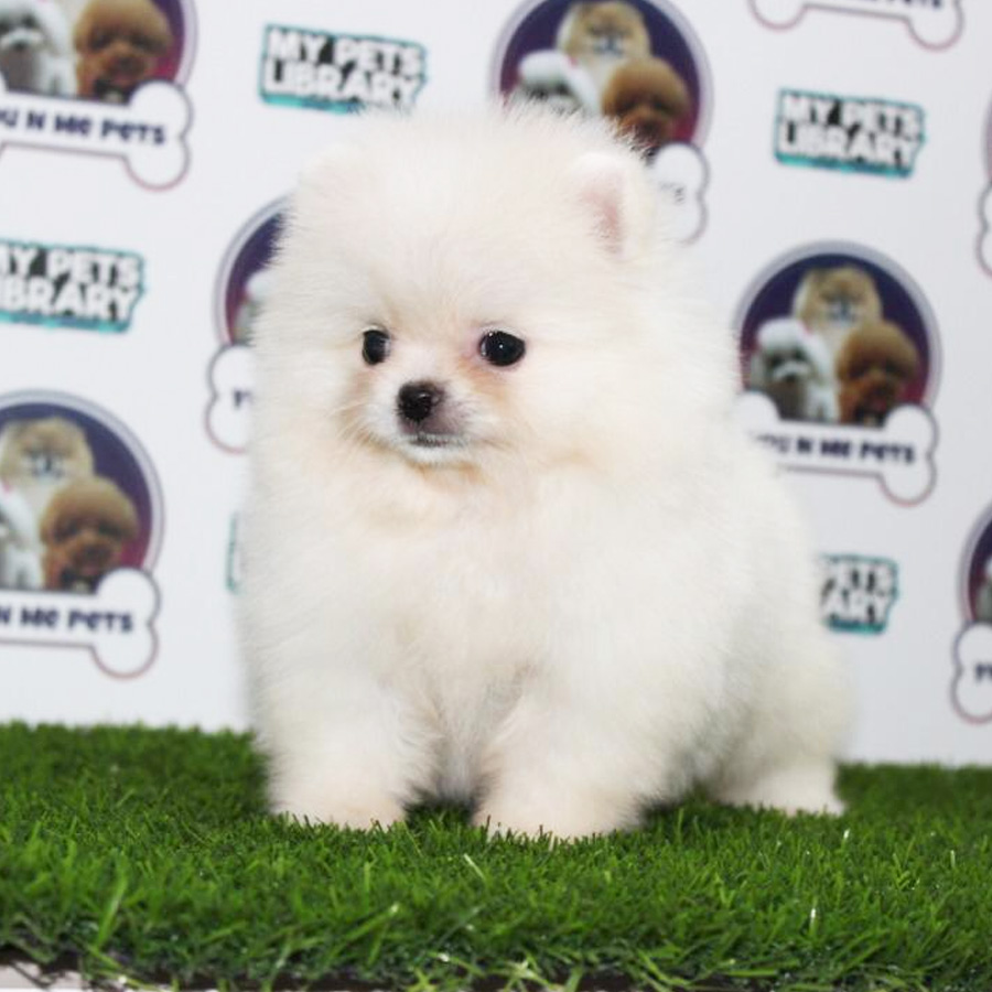 Pomeranian Puppy (Female) For Sale