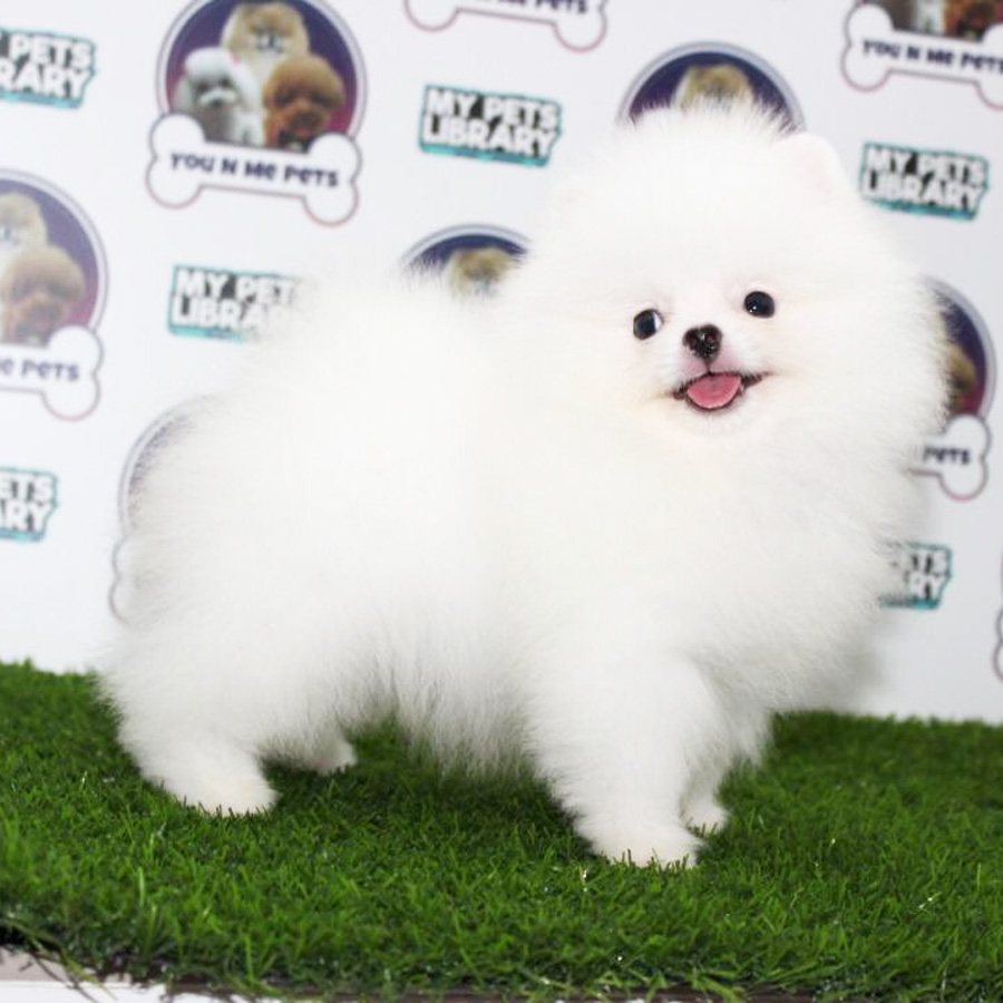 Pomeranian Puppy (Male) For Sale