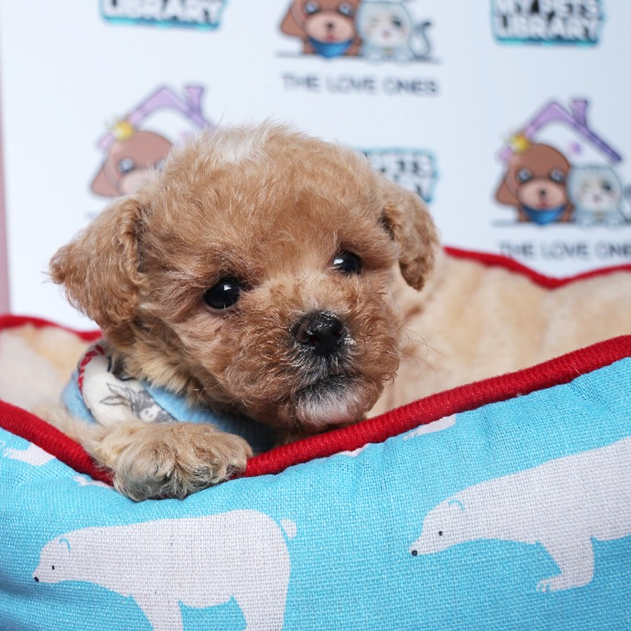 Tiny Toy Poodle Puppy ( Male ) For Sale