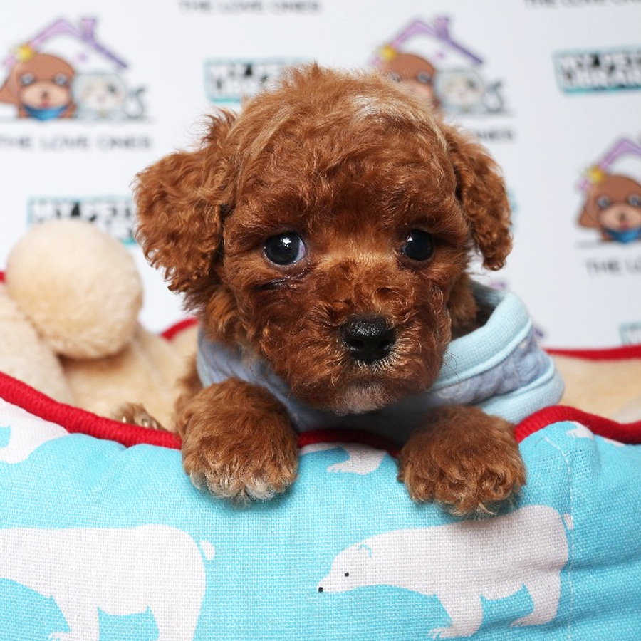 Tiny Toy Poodle Puppy ( Male ) For Sale