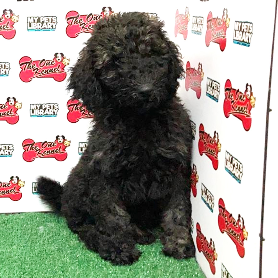 Standard Poodle Puppy For Sale