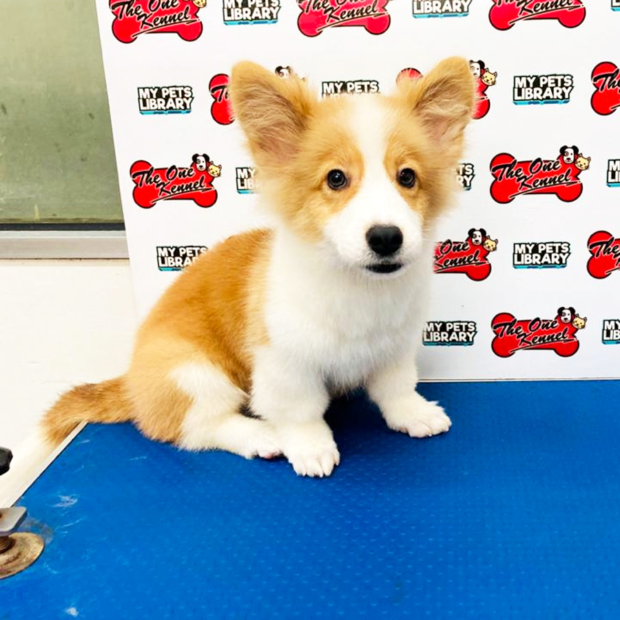 Long Coat Welsh Corgi Puppy (Male) For Sale