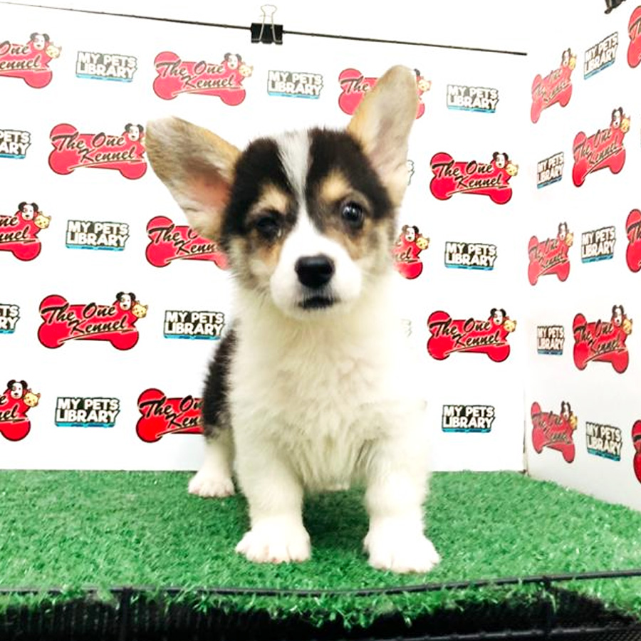 Welsh Corgi Puppy (Male) For Sale