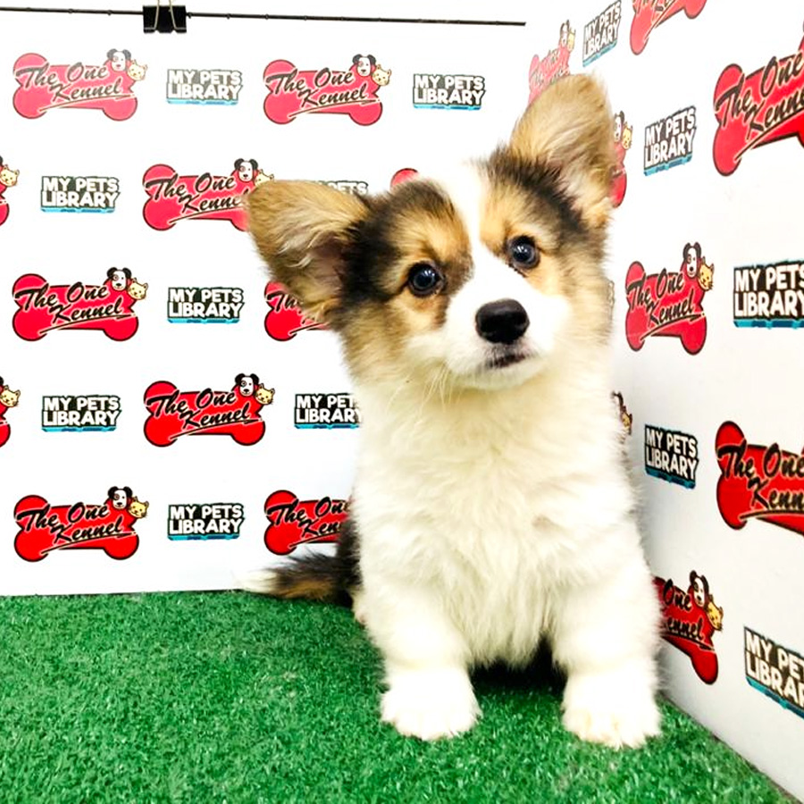 Long Coat Welsh Corgi Puppy (Female) For Sale