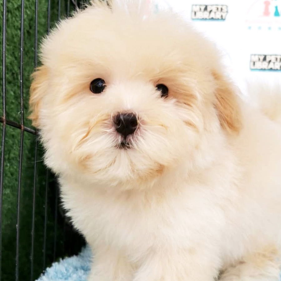 Maltipoo Puppy For Sale