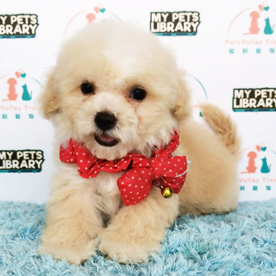 Maltipoo Puppy For Sale