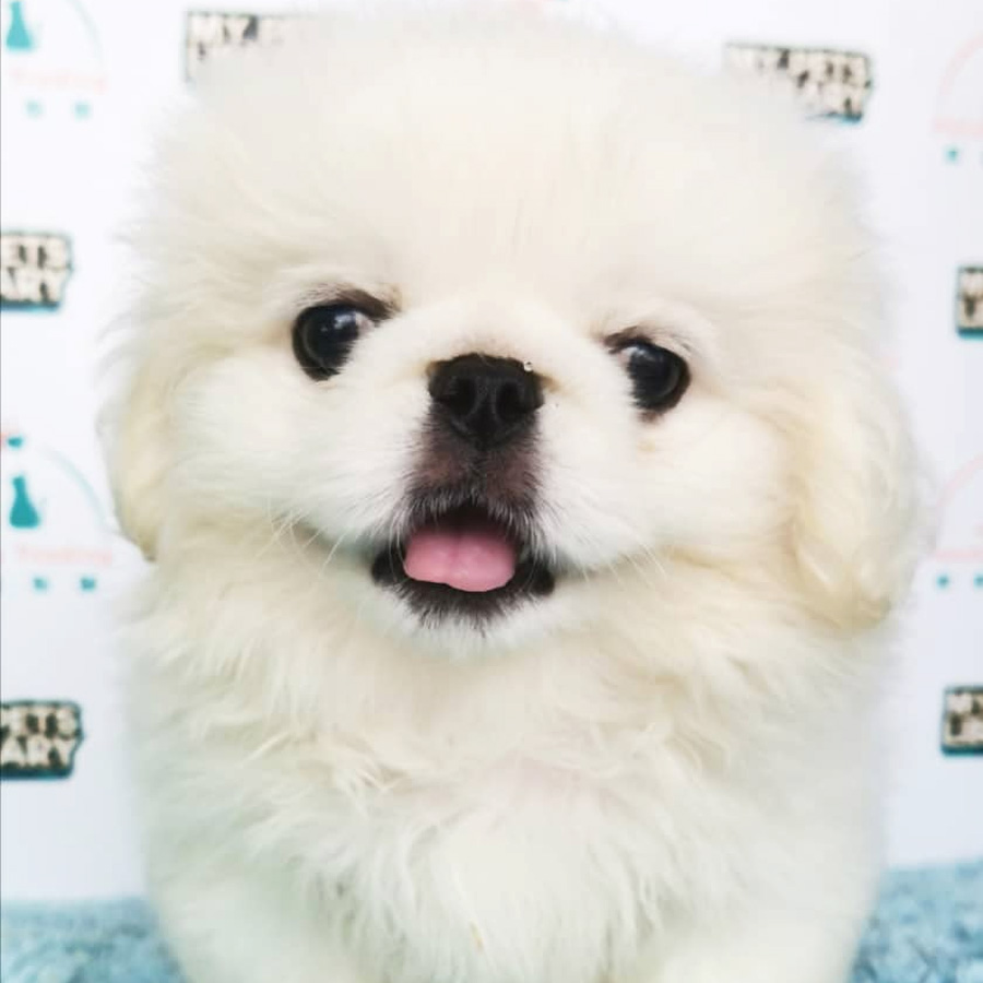 Pekingese Puppy For Sale