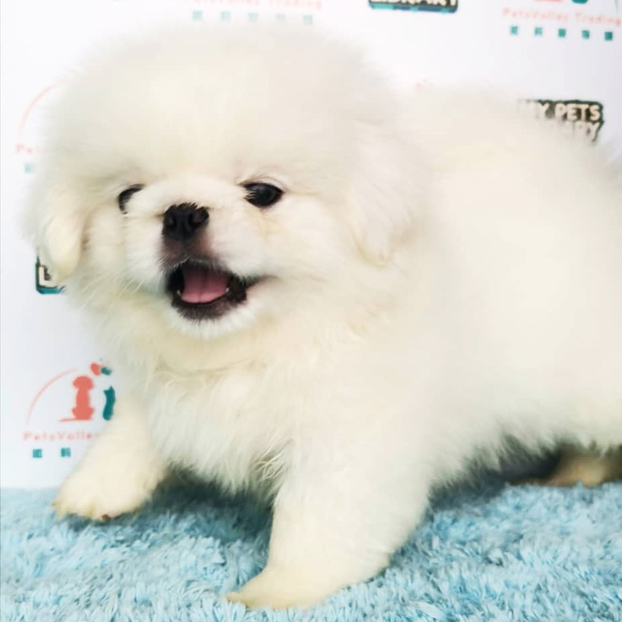 Pekingese Puppy For Sale