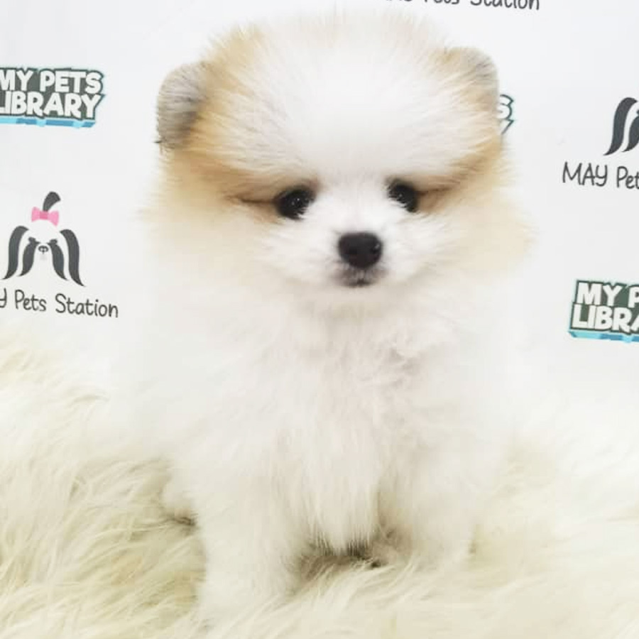 Pomeranian Puppy (Male) For Sale