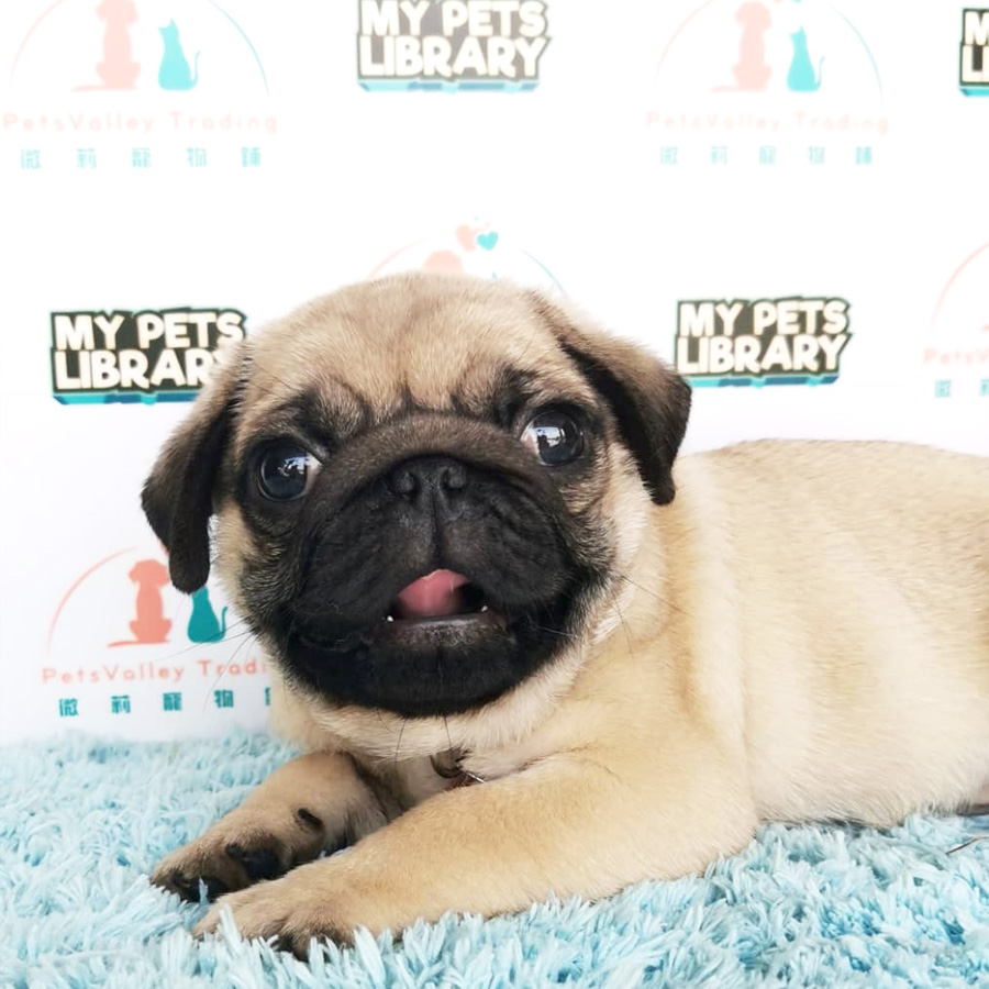Pug Puppy (Male) For Sale