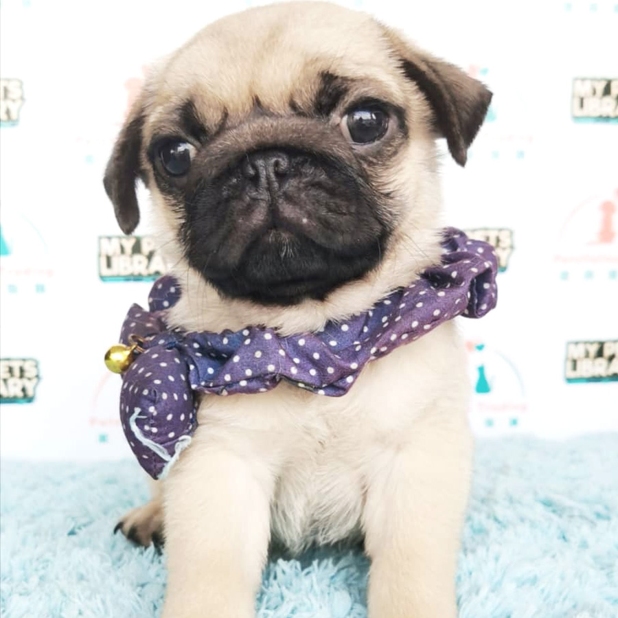 Pug Puppy (Male) For Sale