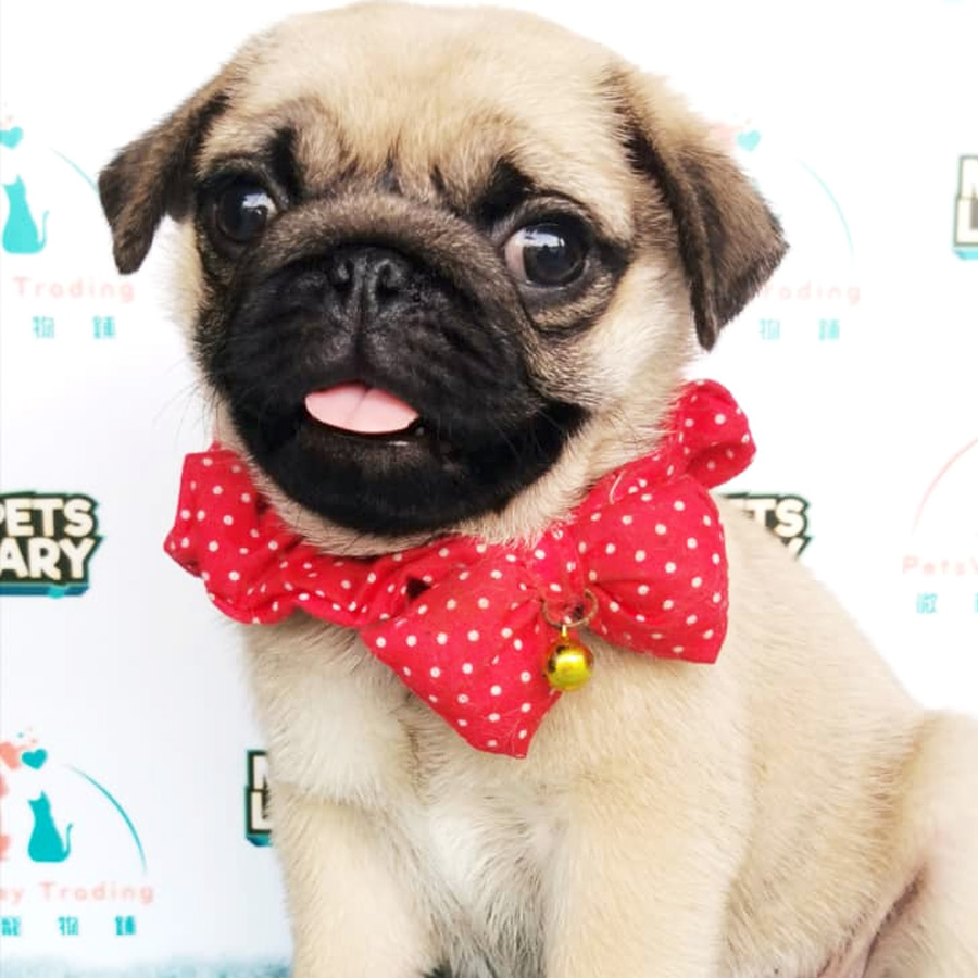 Pug Puppy (Male) For Sale