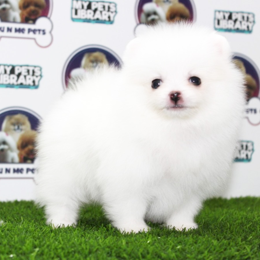 Pomeranian Puppy (Male) For Sale